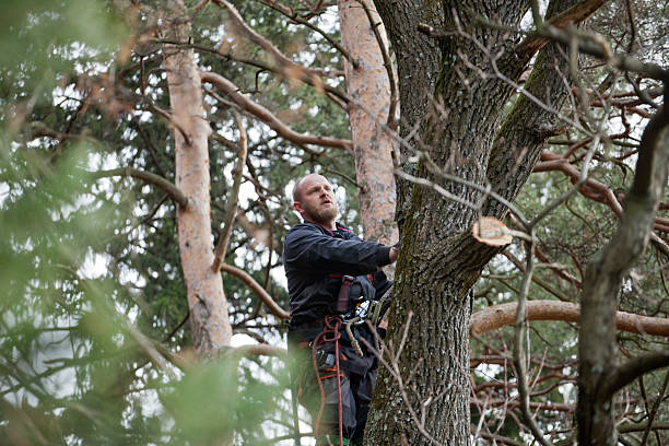 How Our Tree Care Process Works  in  Poland, OH